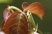 cicadelle_du_rhododendron