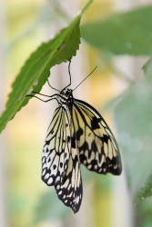 Serre aux papillons