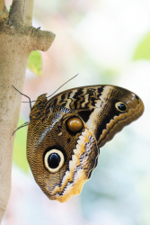 Serre aux papillons