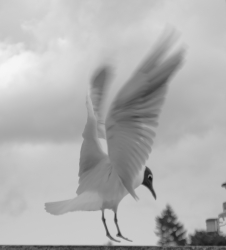 Chile_bw_3