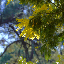 Mimosa