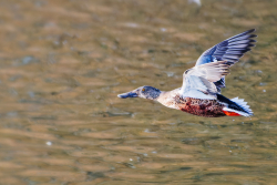 DSC_5183_DxO_DxO