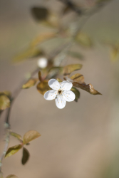 Printemps