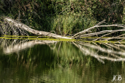 ETANG DE LA MINIERE